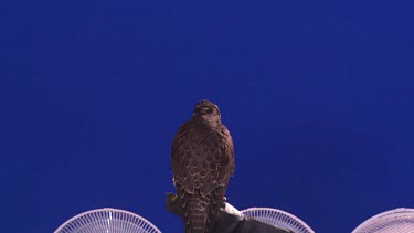 owl-spotted eagle