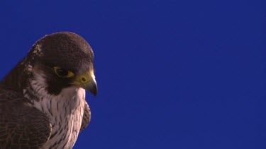 eagle-african hawk