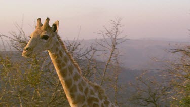 giraffe