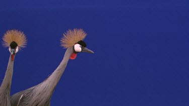 Crested Crane - Blue Screen