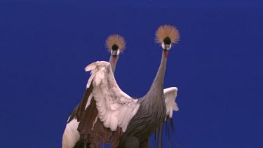 Crested Crane - Blue Screen