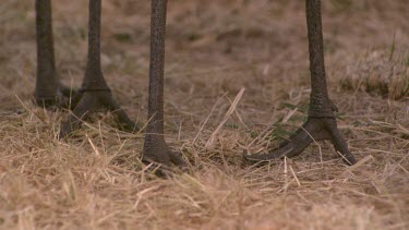 Crested Crane legs