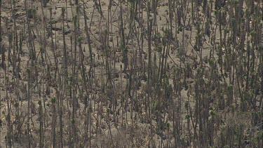 Aftermath of volcanic eruption. Trees have been burnt and stripped. The ground is covered in newly solidified lava. Destruction. Apocalypse.