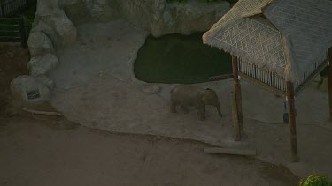 Asian Elephant in zoo enclosure. Taronga Zoo, Sydney