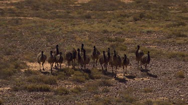 Flock of emus. Slo-mo. Slomo. Feathers