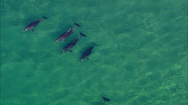 Pod of dolphins. Swimming in crystal clear ocean sea.