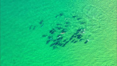 Pod of dolphins. Swimming in crystal clear ocean sea.