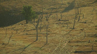 Kangaroos running. Hopping at high speed across dry grassland. Dry barren trees.