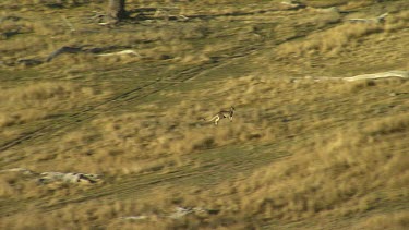 Single Grey Kangaroo hooping at high speed. (slomo, slo-mo, slow motion).
