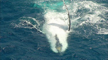 Humpback whales Pec slapping. Whale rolling onto its back. Showing white belly