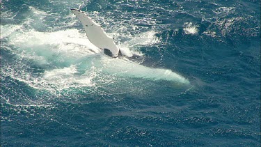 Humpback whales Pec slapping. Whale rolling onto its back. Showing white belly