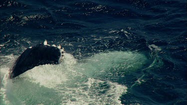 Humpback whales Pec slapping. Whale rolling onto its back. Showing white belly