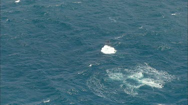 Humpback whales Pec slapping. Whale rolling onto its back. Showing white belly