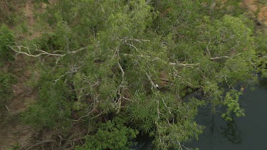 White-Bellied Sea Eagle, hidden in tree. Revealed. River, Northern Territory.Very green and lush. Reflections of clouds.