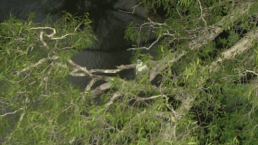 White-Bellied Sea Eagle, hidden in tree. Revealed. River, Northern Territory.Very green and lush. Reflections of clouds.