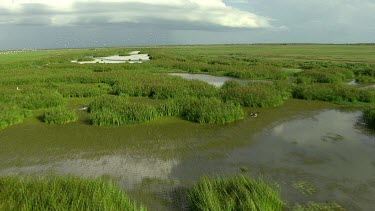 Delta, wetland, flood zone. Wet Season in Northern Territory. White birds against green landscape. Fields. The wet.