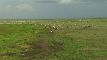 Cattle Station. Huge cattle round-up. White on green.