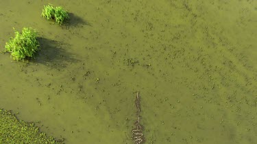 Crocodile (salt or fresh?) diving into water. Delta, wetland, flood zone. Wet Season in Northern Territory.