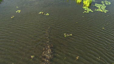 Crocodile (salt or fresh?) swimming fast, moving its tail. Delta, wetland, flood zone. Wet Season in Northern Territory.