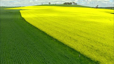 Canola field, Manildra.  Also called rapeseed; oil seed rape or rapaseed.
