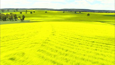 Canola field, Manildra.  Also called rapeseed; oil seed rape or rapaseed.