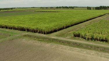 Agricultural land. Sugarcane.