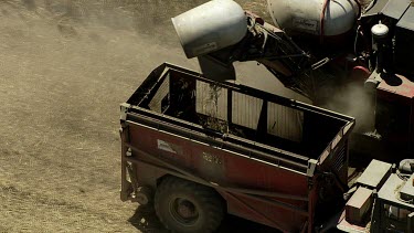 Harvesting of sugarcane. Close Up.