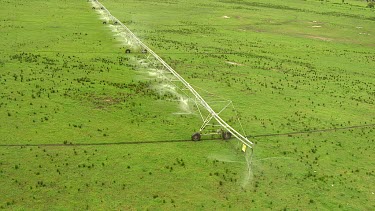 Irrigation of cultivated farming lands using overhead sprinkler system - spray irrigation. Wide Shot