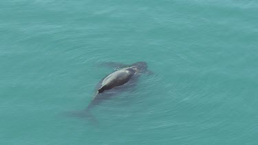 Mother and calf swimming at surface of water. Two whales.