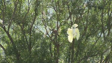 White Cockatoos perched in the trees