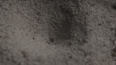 Close up of Antlion emerging from a hole in the dirt in slow motion