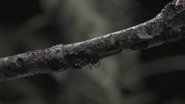 Trap-Jaw Ants crawling on a branch