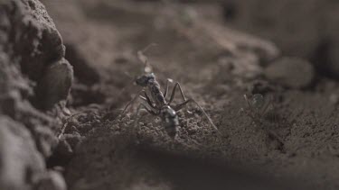 Jumper Ant attacking Weaver Ant in slow motion