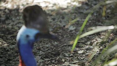 Dinosaur looking cassowary as he looks around for prey.