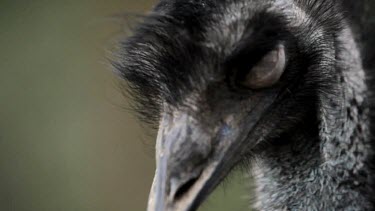 Extreme close up shot of an Emu sleeping peacefully.