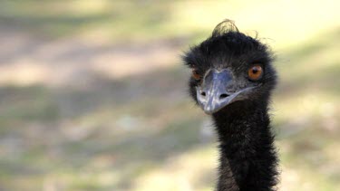 CU of a curious Emu looking around