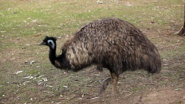 Pans with Emu as he walks across the screen,