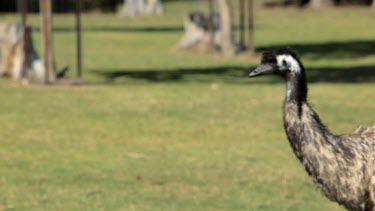 Pans Emu walks past the camera, bobbing his head up and down.