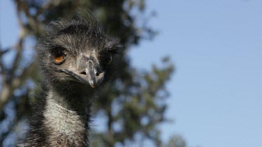 Emu head, as he checks around for any trouble