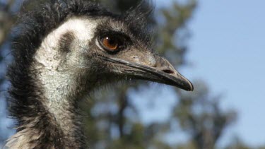 Emu looks directly into the camera