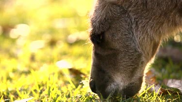 Beautifully backlit close up shot of a Kangaroo eating grass.
