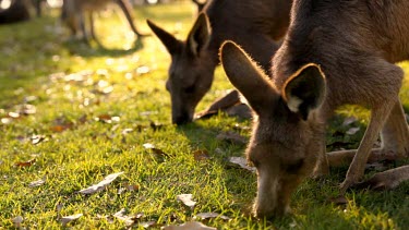 Beautifully backlit mid shot of a Kangaroo eating grass.