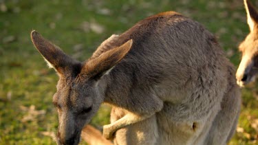 Kangaroo standing up and scratching her back