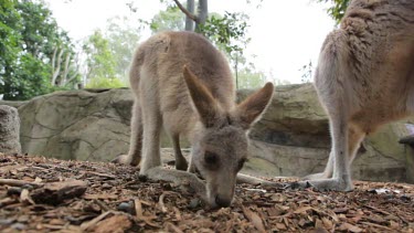 Kangaroo Joey looking for food