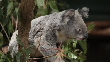 Cute koala crawls over a few branches