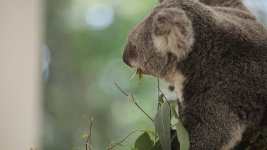 Koala choosing which leaves she is going to eat. Nice close up of her while she eats.