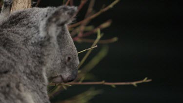 Focus pull to snoozing Koala