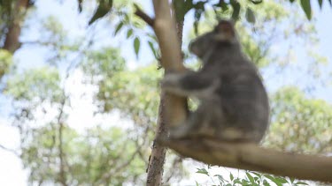 Focus pull to a koala comfortably perched on a branch. Mid Long Shot, tilt down to koala, shallow depth of field