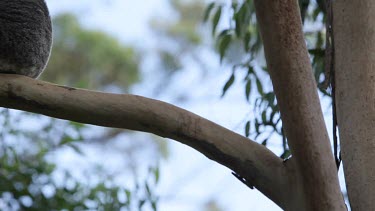 Panning medium shot up a tree to reveal a koala sleeping. Mid Long Shot, diagonal pan/tilt, shallow depth of field