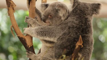 Two koalas having a snuggle in the top of a tree branch